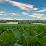 Smart Agriculture: AI Tools That Boost Crop Yield and Soil Health